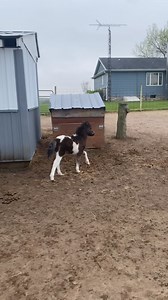 Mini Horse Sales LLC on Reels | Facebook