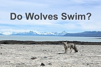 Do Wolves Swim: Which Ones, How, Why, and How Far, Guide
