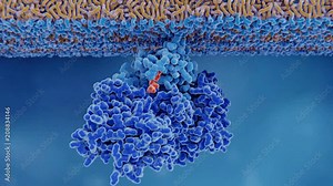 Aktivierung eines Ras Proteins. Ein GEF Protein bindet an inaktives Ras, daraufhin wird GDP durch GTP getauscht. Es ensteht ein aktives Ras Protein, dass Wachstums- aber auch Krebsprozese aktiviert.