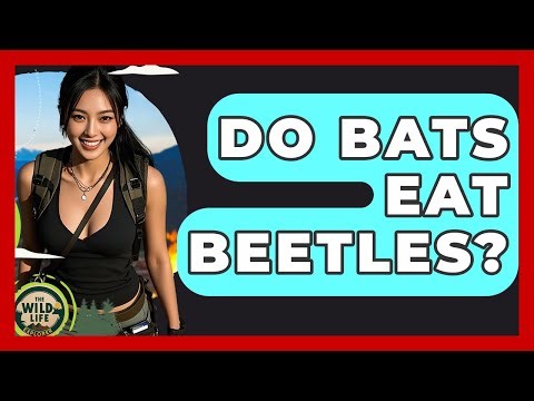 Do Bats Eat Beetles? - The Wild Life Explorer