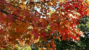 Ohio hitting peak fall color conditions