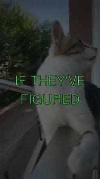 Why Cats Walk on Their Toes And Why Theyre Secret Wiseacres Did you know cats walk on...