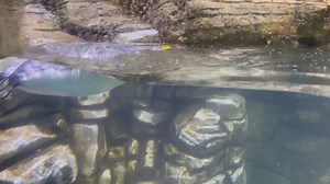 119K views · 1.3K shares | Happy World Penguin Day! It's the perferct day to introduce you to our newest king penguin - Stephen! All of our king penguins are named after famous kings - Martin Luther, Coretta Scott, Stacy, Larry, Bebe, & Burger. You can tell him apart by his brown and orange wing band. | Cincinnati Zoo & Botanical Garden | Facebook