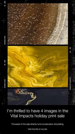 Jon McCormack on Instagram: "I’m thrilled to have 4 images in the Vital Impacts Holiday sale. Proceeds directly benefit conservation storytelling. Click the link in my bio. #vitalimpacts @vital.impacts"