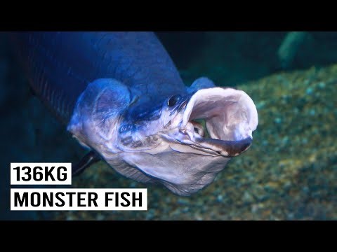 Close Encounters with "Devil Fish" and Dangerous River Monsters
