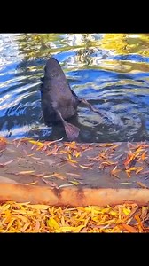 Time for a pond clean up😃 #fypシ゚viralシfypシ゚ #fypreels #usa | Underwater Fishing life