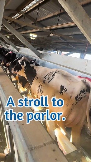 1.2K views · 15 reactions | Nobody harms the cows or forces them to go into the milking parlor. They just calmly stroll in because it’s part of their known routine. #milk #cows #milking #dairy #farm #lactation #dairydoc #dairykind | Dairy Doc | Facebook