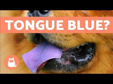 Dogs with Blue Tongues – Why is the Chow Chow’s Tongue Blue?