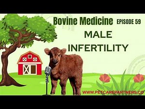 EP 59: Male Infertility in Bulls: Causes, Diagnosis & Treatment | Pet Care Partners