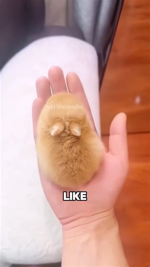 21 reactions | Dwarf rabbit  #animal #cute #rabbit | Happy Stories | Facebook