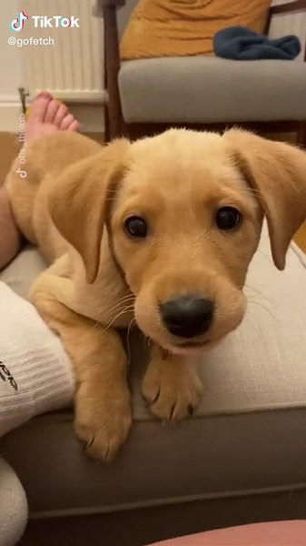 Some valid points were made. (@Otis the lab 🐕 ) #fyp #foryou #foryou #dogsofttiktok #puppiesoftiktok #sassydog