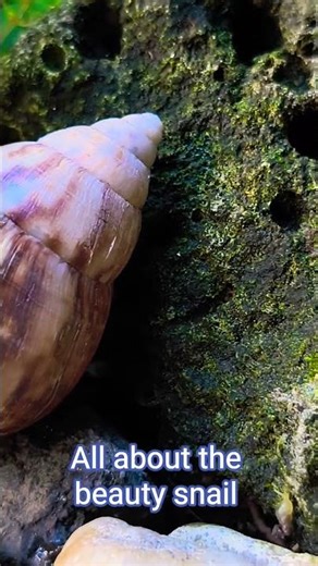 ​Have You Ever Truly Watched a Snail Move? It's show time #snail #snailcolony #beautysnail #nature