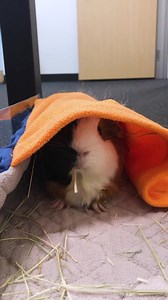 6.4K views · 227 reactions | Hello everyone! . Are you curious about...