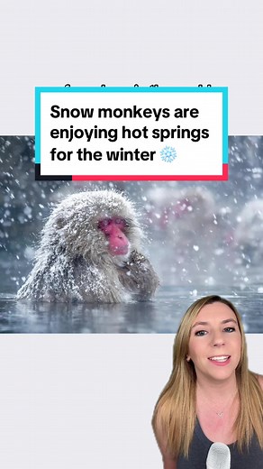 Snow Monkeys Enjoying Winter Retreat in Japanese Hot Springs