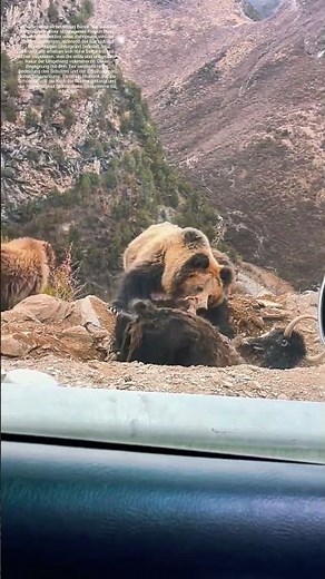 Wildbär am Fressen: Wie Natur in den Bergen ihre Kraft zeigt