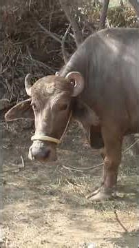 angry brown buffalo got wild in town #baffalo #angrybuffalo
