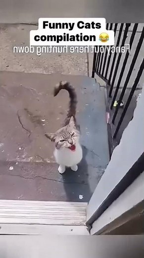 🤣 Compilation Vidéo de Chats Humoristiques ! 🐱😂