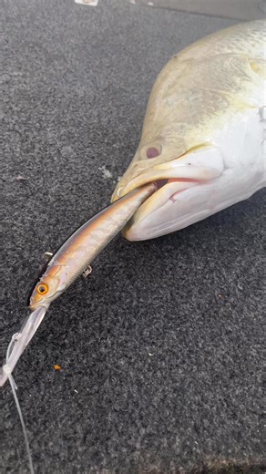 3.3K views · 49 reactions | The Pro-Tech Titan 120D is a must-have for all serious Barra anglers—deadly action, unbeatable results! | Berkley Fishing | Facebook