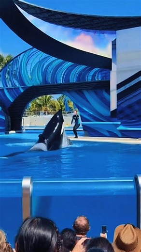 15K views · 294 reactions | The queen of the ocean in action!  An orca performing incredible tricks with her trainer — pure magic under the sun ✨ #OrcaShow #OceanLife #WildNature #ViralReel #4K #fblifestyle | Zack Orca Films | Facebook