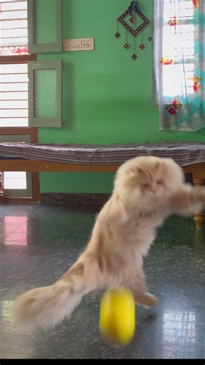 Goalkeeper Billu😂#shortsfeed #viral #ytshorts #funny #cats #explore #shorts #shortsviral #trending