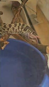 Eastern Garter Snake