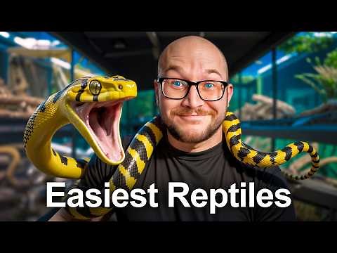 The 5 EASIEST Reptiles You Don't Know About