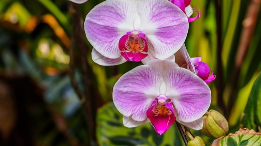 How to Fix a Broken Orchid Stem