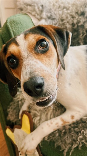 Shelli Can on Instagram: "Birdie’s first snow! We’ve got a lot of the same feelings about ice, tbh. 👀"