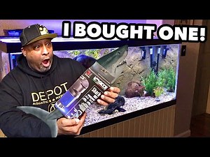 EVERY HOME AQUARIUM NEEDS A SHARK!