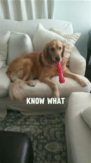 Das not good 🐾 #cutedog #doglife #dogshorts #dogvideos