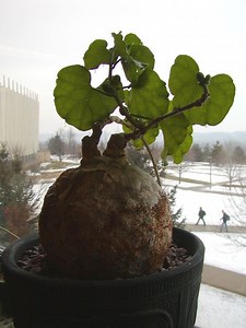 Pyrenacantha malvifolia ("Monkey Chair") leaves & fruit