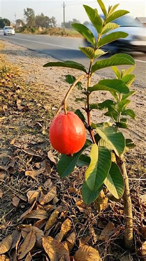 The Stunning Guava Life Cycle #Lifecycle