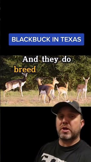 Lets Talk About Blackbuck in Texas