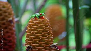 Red Eyed Tree Frogs(Agalychnis callidryas) Sitting on Flower of Beehive Ginger (zingiber spectablis)