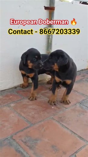 European Doberman |Giant size Doberman Puppies|8667203339 #pets ‪@mspetskennels‬‪@MSPetsElite‬