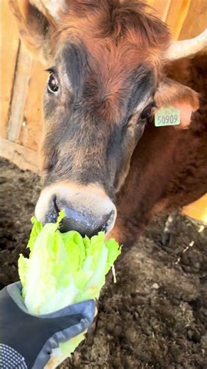 March 13th. Will my cow eat it? Lettuce. #willmycoweatit, #homestead,#cow.