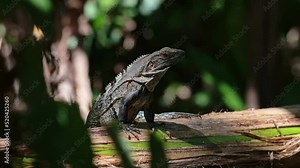 Black Spiny Tailed Iguana (ctenosaura similis), Costa Rica Wildlife and Rainforest Animals, Warm Blooded Reptile Basking and Sunbathing in the Sun, Amazing Jungle Nature in Central America Stock Video