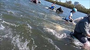 Cponies, yes come ride and swim on our Gypsy Vanner and Drum horses. 2018 spring break. 2 locations, Bradenton and St. petersburg. We have been selling out so book as soon as you can. | C Ponies Beach Horseback Excursions