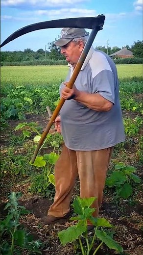 Backyard mowing #gardening #garden #gardening #homestead #grasscutting #mowing #scythe #outdoorwork