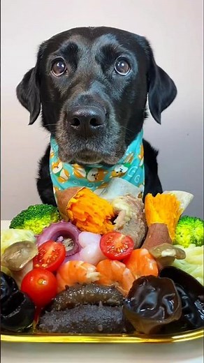 Foot Blogger Dog 🍣🐶 | Episode 15 #shorts #dog #comedy #viral