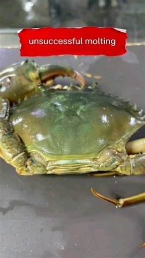 "As a crab farmer, I witness the delicate balance of life and death in the marine world. Sadly, this crab didn't survive its molting process. 🦀💔 Follow for more insights into the fascinating world of crab farming and marine life. #CrabFarming #MarineLife #Aquaculture #CrabMolting #NatureLovers #WildlifePhotography" Interested to learn more about aquaculture? Or to even explore the trade as a career? ⁠ ⁠ Contact us now at 60163764369 or sales@ras-aquaculture.com⁠ #aquacultured #sustainableaquac
