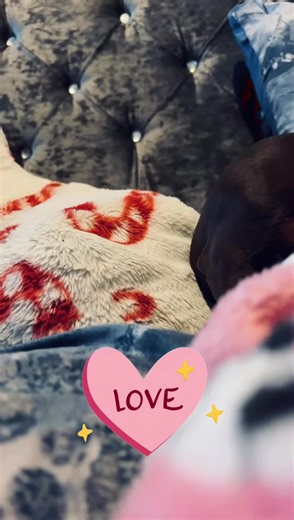 Enjoying her yogurt 😍##dogsoftiktok #sausagedog #dachshund