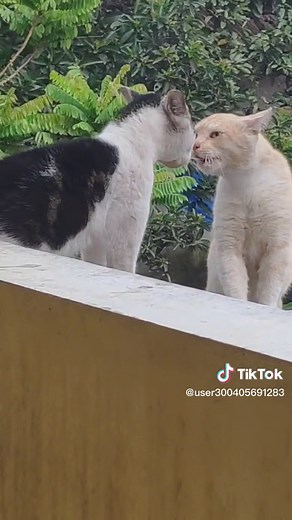 Aggressive Cat Fighting Sounds Compilation