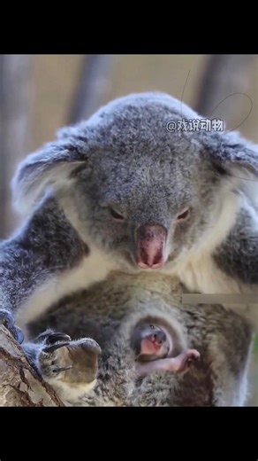 కోలాలు (Koalas) ఎందుకు అంతరించిపోతున్నాయో తెలుసా?