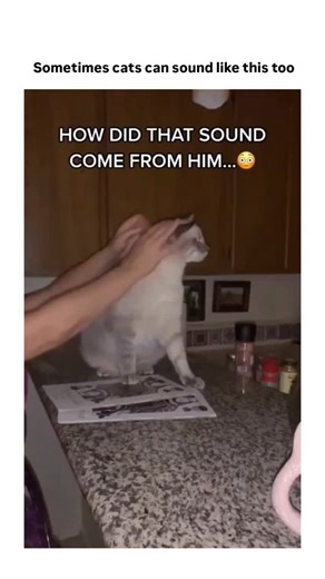 One Minute Cat on Instagram: "Did you know they have over 100 different facial expressions, can rotate their ears 180°, and their purrs can help heal bones and reduce stress? They see in low light better than humans, recognize their name, and dream during their naps. From their lightning-fast reflexes to their silent steps, everything about a cat is designed for curiosity, comfort, and cleverness. No wonder they feel like little mysteries walking around our homes. 😼✨ #catfacts #cats #didyouknow