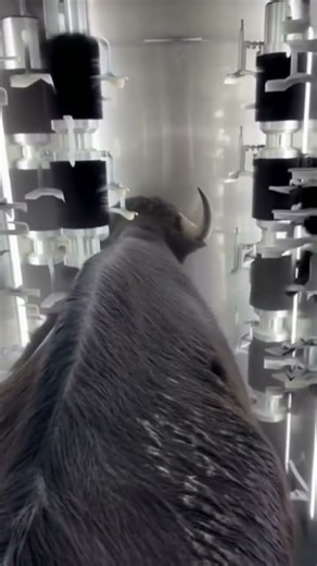 Cow Enters the Machine… Comes Out Completely Clean 🐄✨