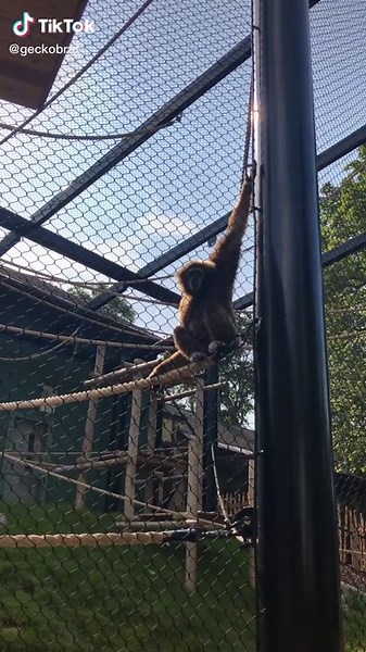 Funny Loud Monkey Moments at the Zoo