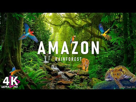 AMAZON Wildlife 4K • Rainforest Relaxation Film - Nature Video UltraHD