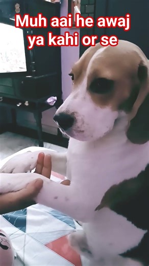 #pablo #funny vdo pls like subscribe my channel ❣️ 🙏 💗