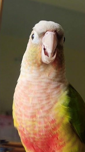 Pineapple Conure Sounds #birds #parrot #conure #greencheekconure #foryou #cutebirds #therfbirds